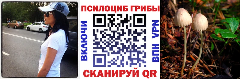 где купить наркоту  дарк нет телеграм  Псилоцибиновые грибы мицелий  Валдай 